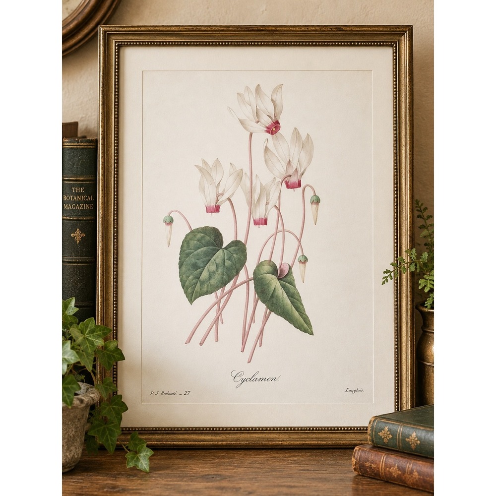 Redoute Cyclamen White Pink Flower Botanical Wall Art Decor Book Plate 11x14